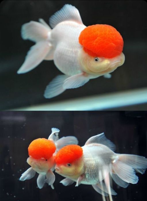 Золотые рыбки Жемчужены Оранда Телескоп Оранда Красная шапочка