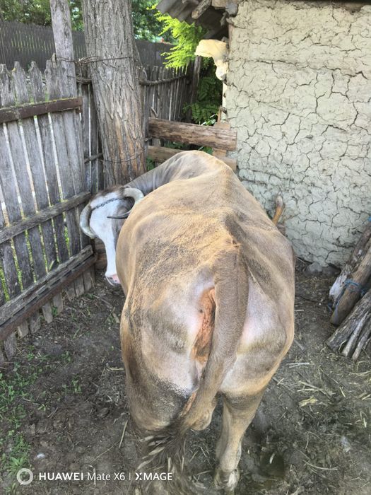 Vand vaca gestantă