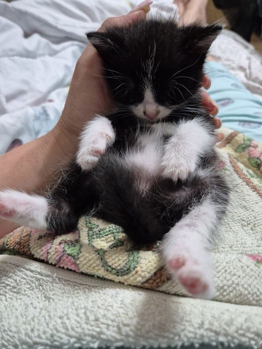 Котёнок  девочка. 1 месяц.