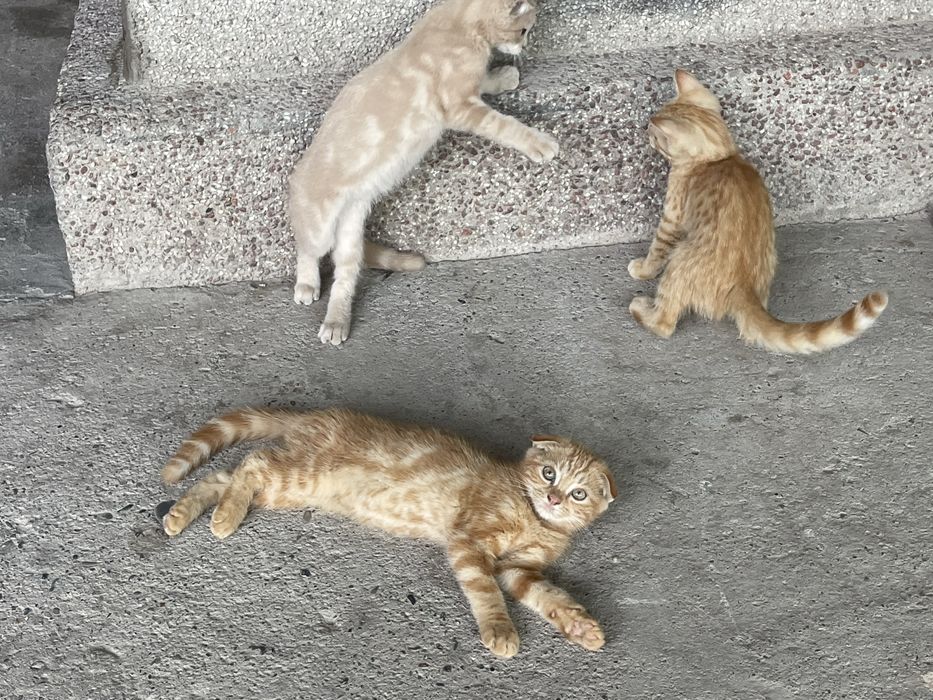 Scotish fold shinshila paroda скотиш фолд srochno