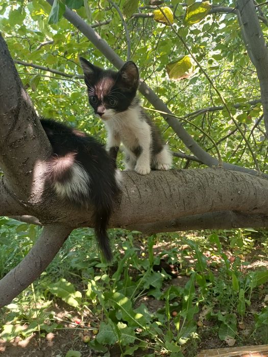 Домашние котята ^^