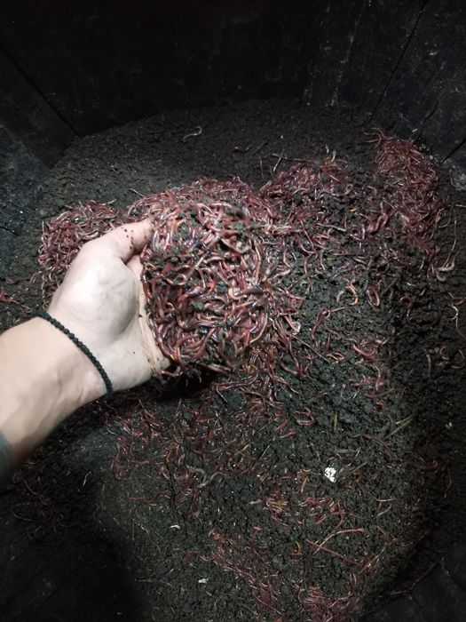 Rame roșii de balegar,Negre Șerpești,Neagra Tulcea,Lipitori apa