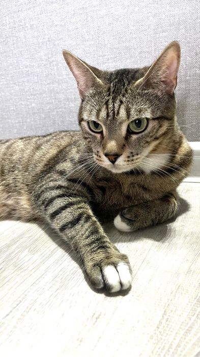 Отдам кошку в хорошие руки.