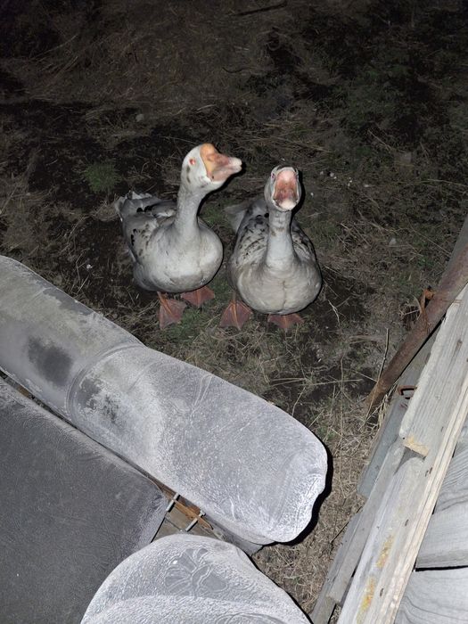 Продам 2 гусака-13.000.т