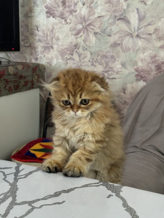 Отдам котенка в надежные руки