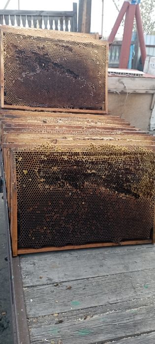 Сушь (рамки для пчел)