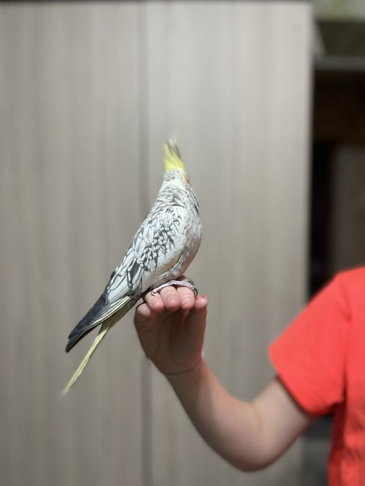 Продам ручного попугая