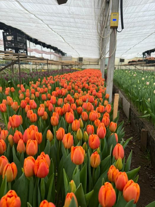 Тюльпаны по выгодней цене