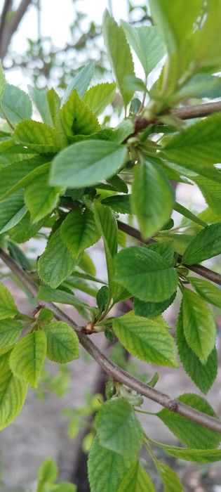 Биогумус сатылады