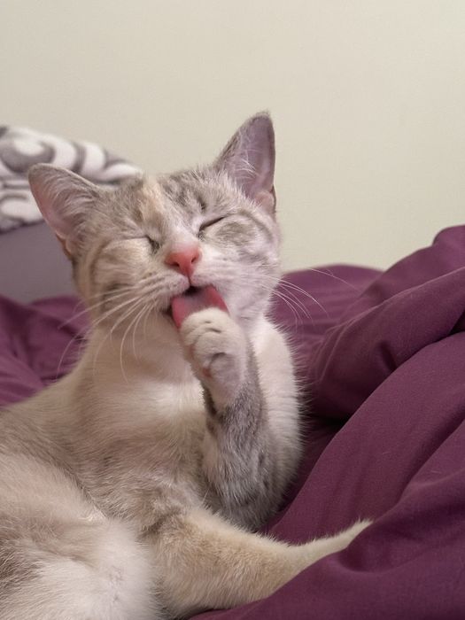 СРОЧНО Отдам кошку