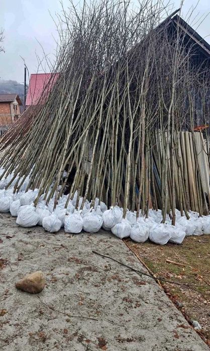 Plante Foioase Rezistente | Carpen, Arțar, Tei | Plată Ramburs