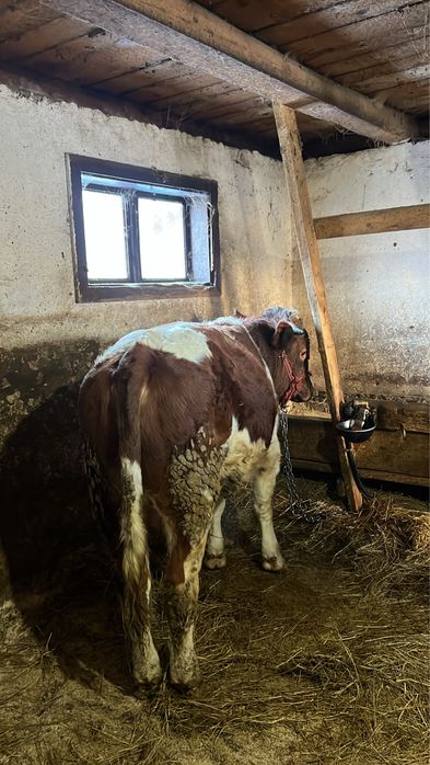 Vând tăuraș bălțat