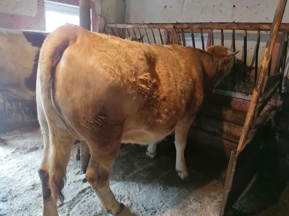 De vânzare juninca gestanta