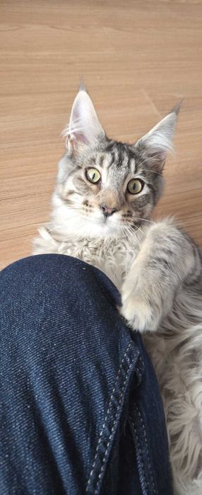Maine Coon FROST XXL - 1 metru lunhimea! – Ce culoare are acest motan? Răspuns greșit: gri.| www.lynxrunecode.com