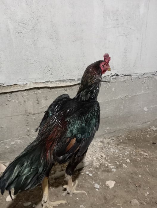 Яхши зот киламан деган ишкивозига сотилади.Тулак,