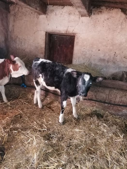 Vand 2 vitele, una baltata si una belga