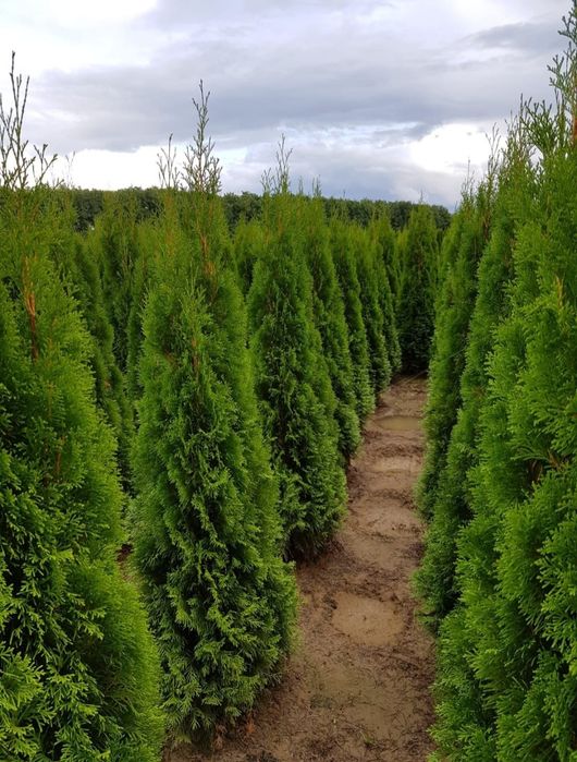 Cupressus leylandii - tuia smaragd ( thuja ) înălțime 1.6m - 1.8m