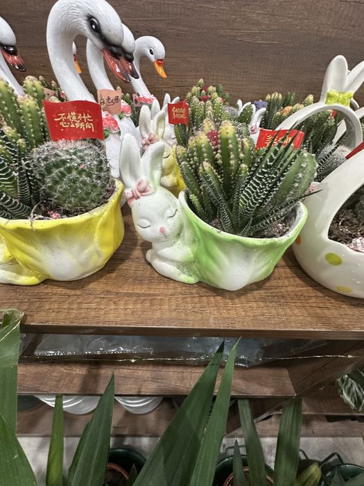 Комбинация кактусов