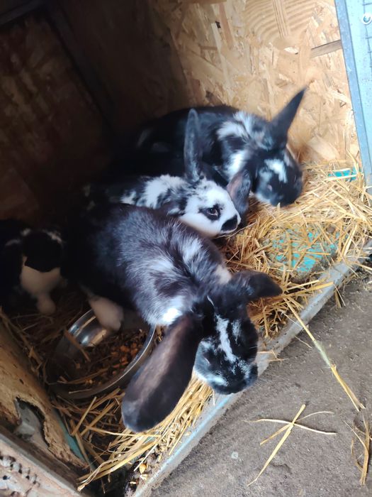 Vând iepuri diferite rase