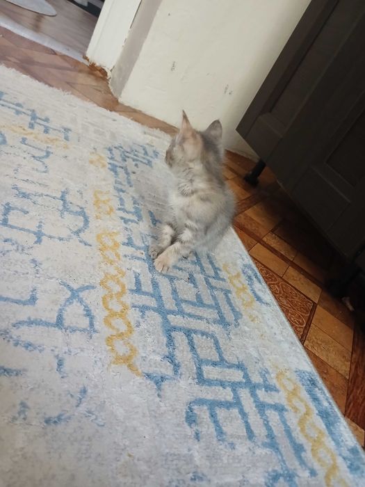 Отдам котенка к лотку приучен