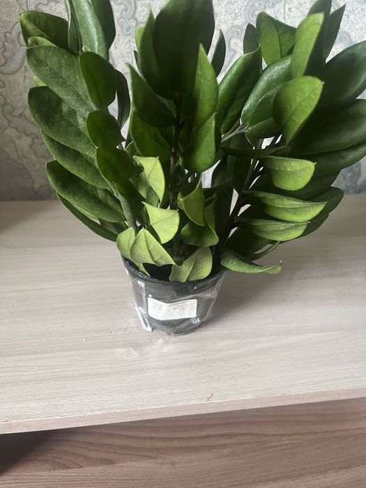 Продаю очень красивые цветы