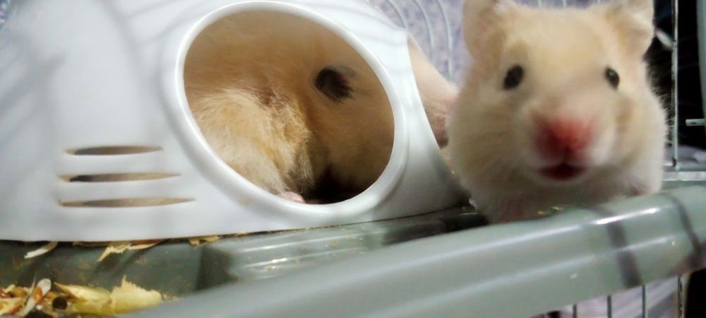 Сирийские хомячки!