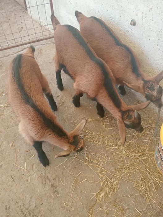 Vând 2 ieduțe și un țap Nr 0769004555