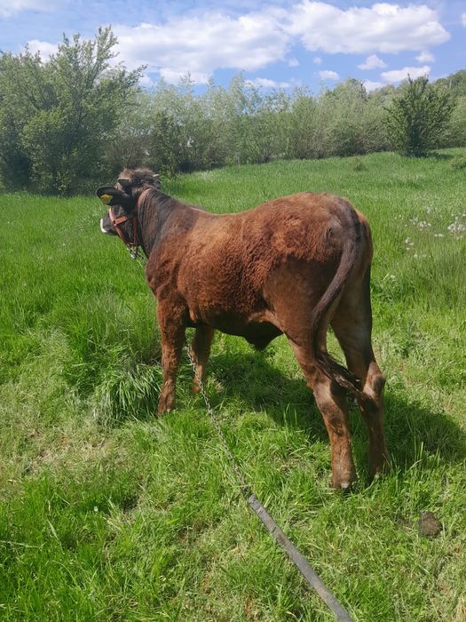 Vițăi de vînzare!!!