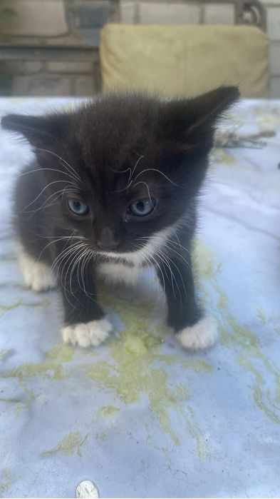 Отдам котят, девочка и мальчик