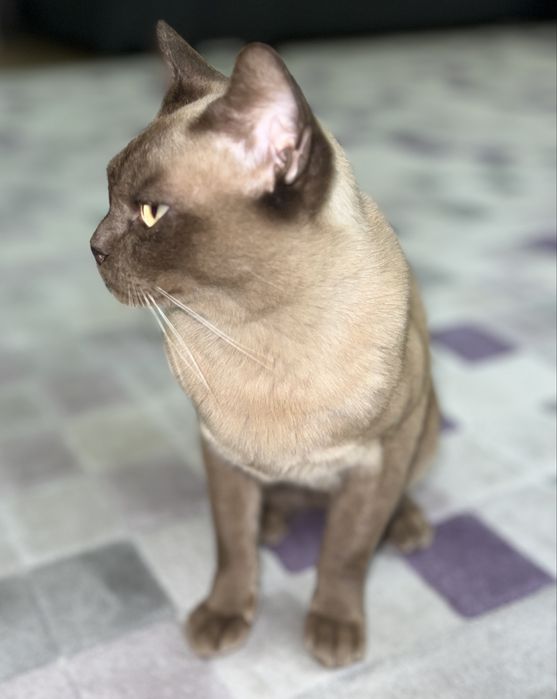 Кот породы «Бурма»