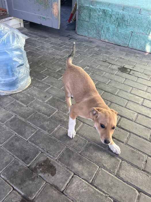 Отдам щенка