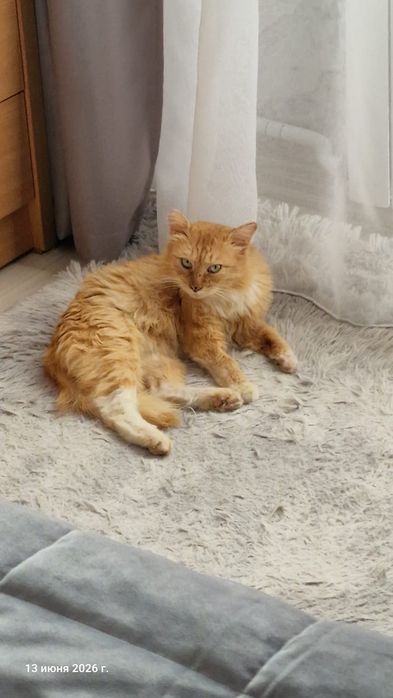 Рыжий котик ищет дом!