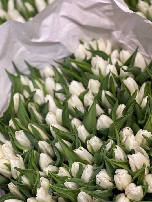 Тюльпаны оптом в Костанае на 8 марта