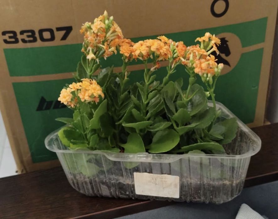 Продам комнатные растения, цветы