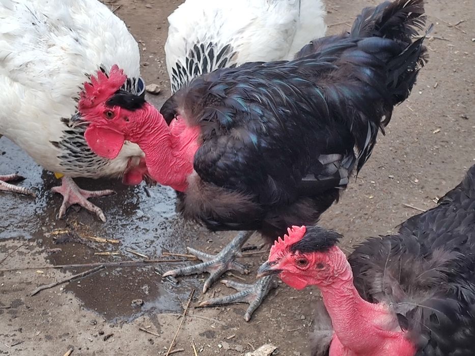 Vand cocosi  Sussex și Rățoi alergătoare indiana potârnichii salbatic
