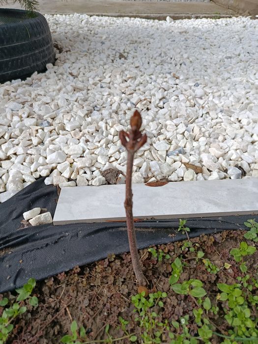 Продам саженцы каштана