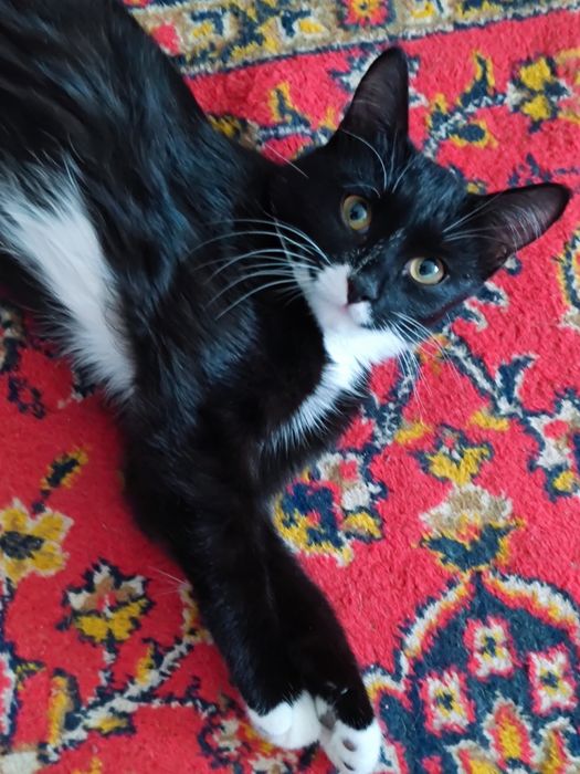 Кот ищет дом ^._.^