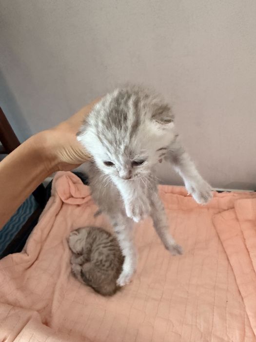 Британские вислоухие котята