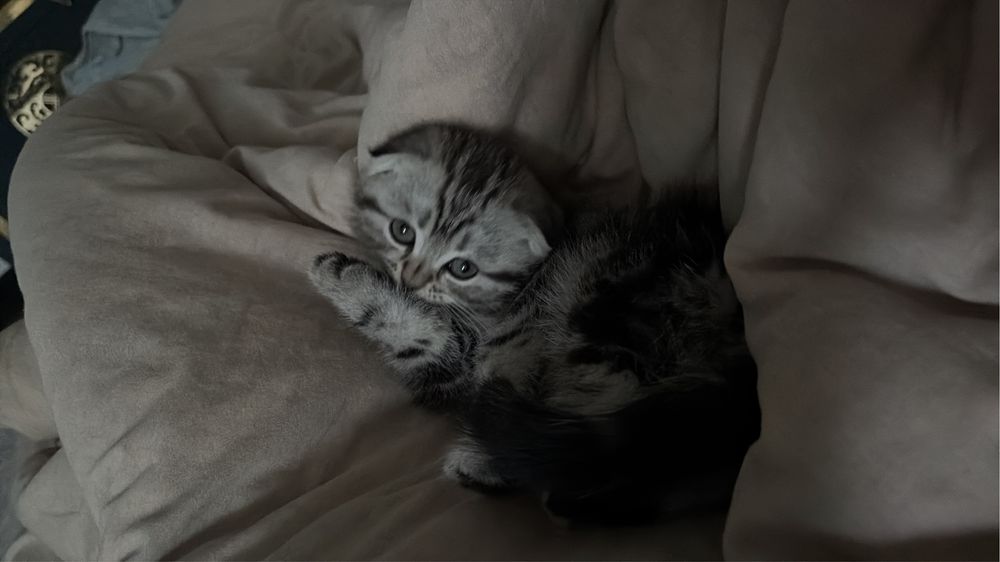 Продам шотландский котенек