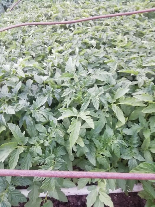 Продавам зеленчуков разсад