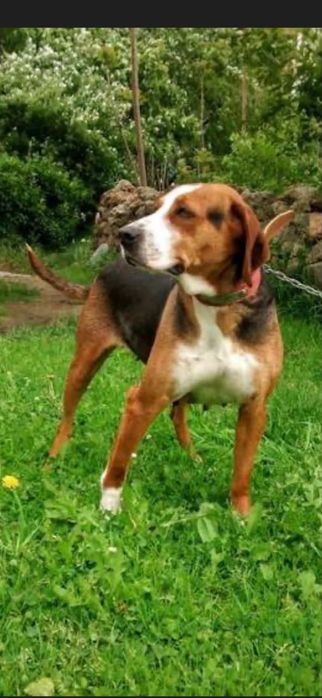 Ловджийско куче трицветно лудогорско гонче