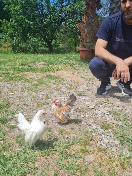 Малай Серама  чифтове