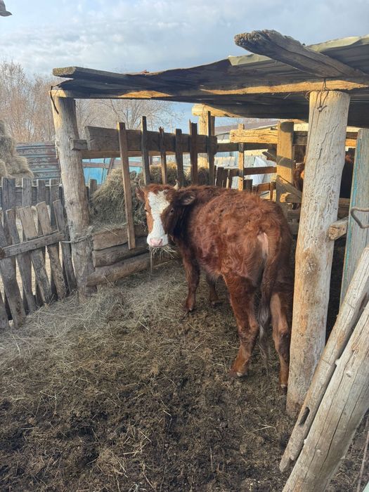 Продам Құнажын Қашар сатамын