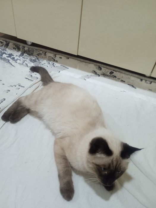 Продам кота сиамского очень послушный пять месяцев