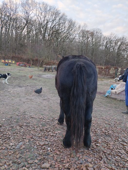 Vând cârlan de doi ani jumate