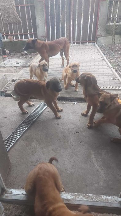 donez cateii 4 luni metisi  ciobanesc Malinois belgian