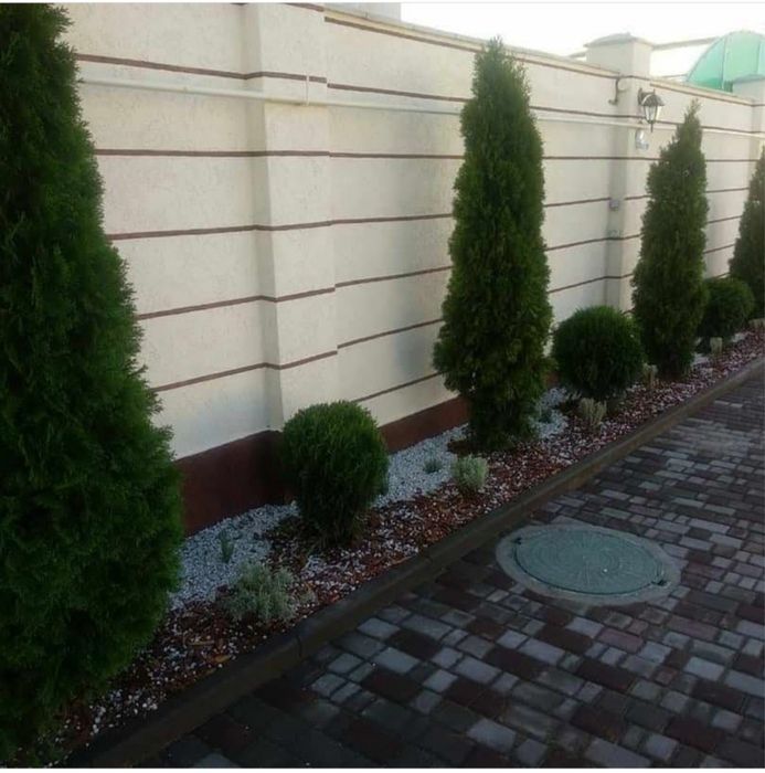 Туя смарагд пиррамидальная