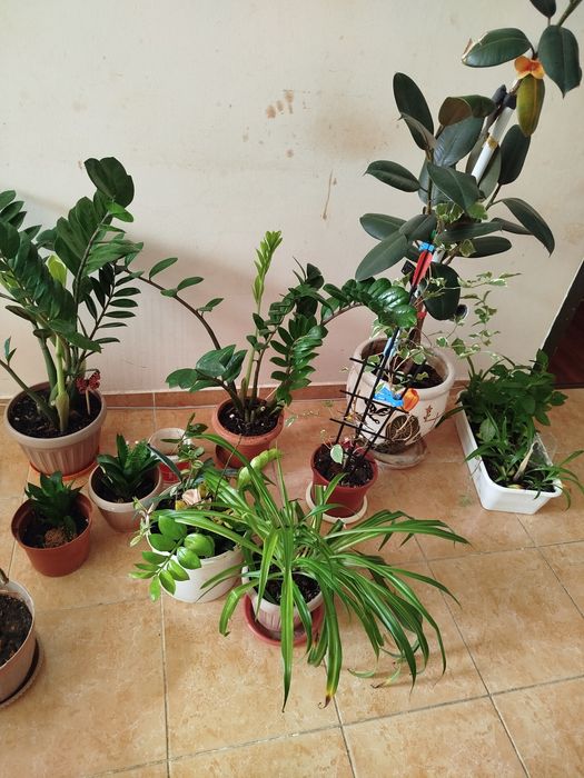 Продам домашние цветы