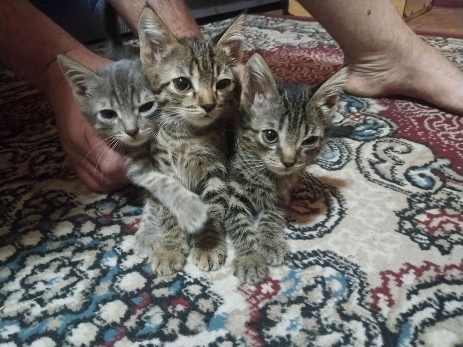 Отдам котят два мальчика и одна девочка