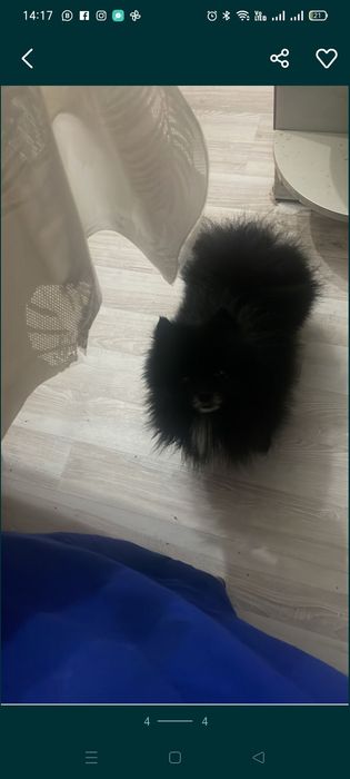 Ищем невесту для шпица